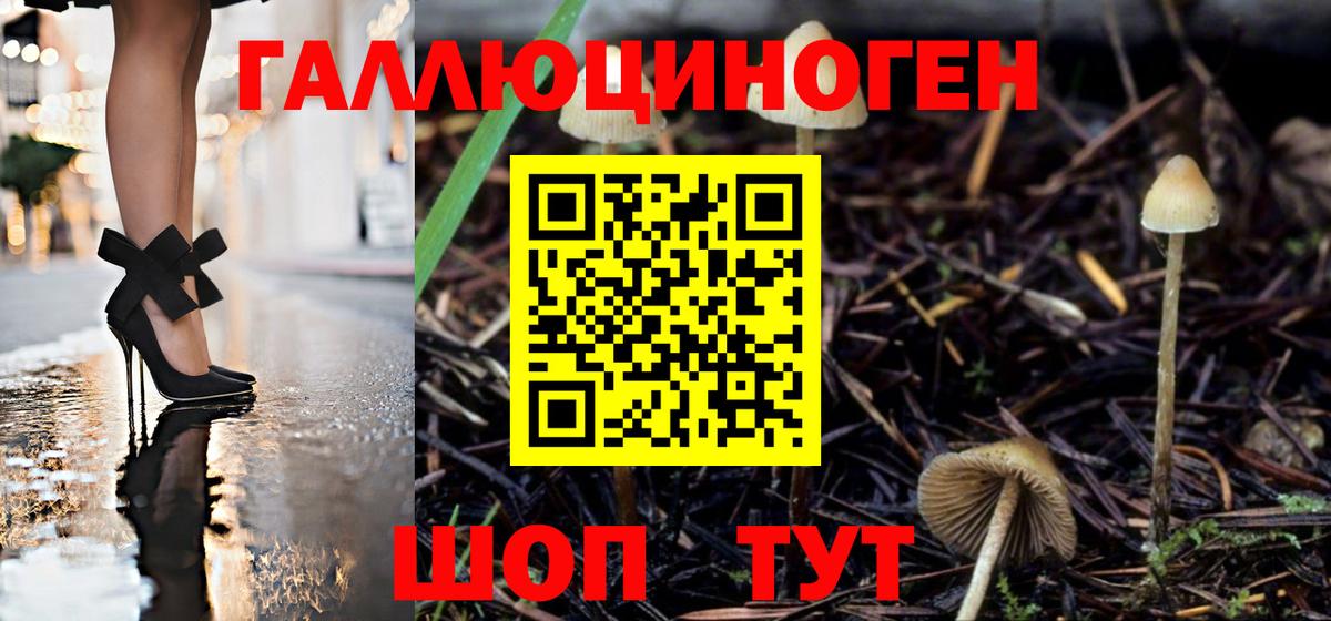 Псилоцибиновые грибы Psilocybe Ноябрьск